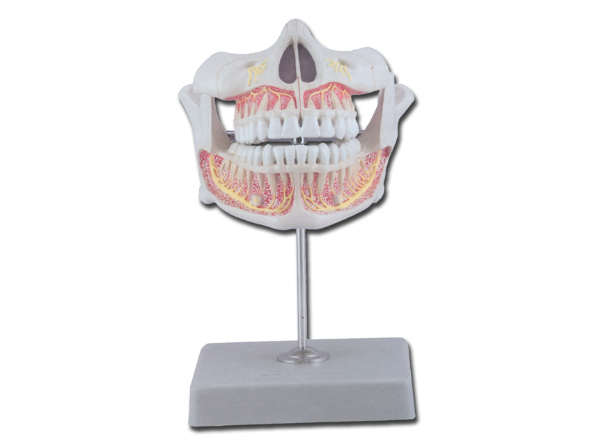Permanent Teeth Model  With Adult Upper And Lower Jaw